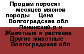 Продам поросят 1,5-2месяцев мясной породы. › Цена ­ 3 000 - Волгоградская обл., Ленинский р-н Животные и растения » Другие животные   . Волгоградская обл.